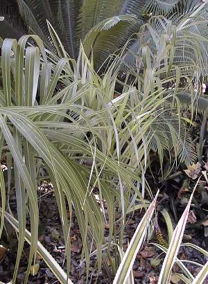 Allagoptera arenaria