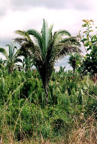Attalea speciosa