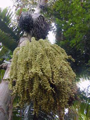 Caryota rumphiana