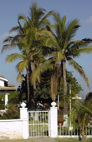 Cocos nucifera
