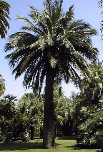 Jubaea chilensis