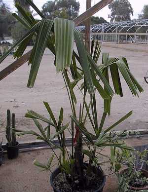 Licuala spinosa