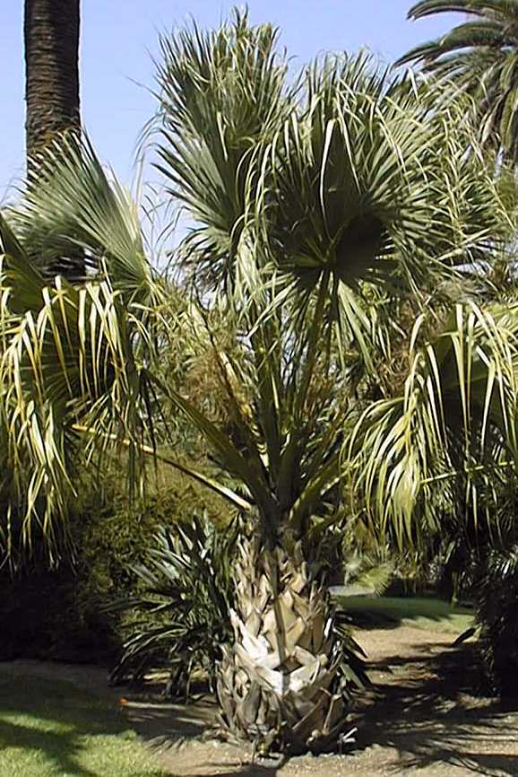 Sabal palmetto