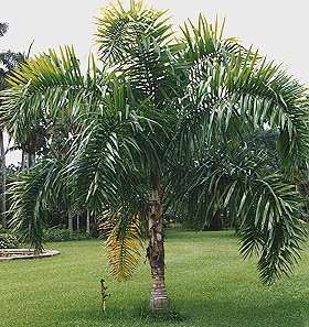 Acoelorrhaphe wrightii (Paurotis Palm, Silver Saw Palmetto)