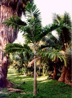 Veitchia joannis