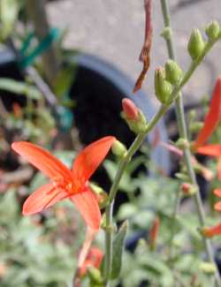 Flame Anisacanthus, Wright Anisacanthus(Anisacanthus quadrifidus var. wrightii )