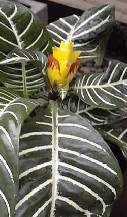 Zebra Plant(Aphelandra squarrosa)