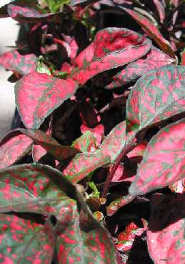 Polka Dot Plant, Freckle Face(Hypoestes phyllostachya)