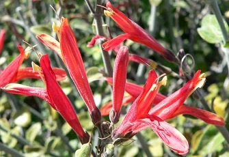 Chuparosa(Justicia californica)