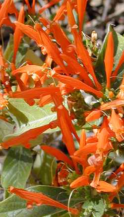 Mexican Honeysuckle, Orange Plume Flower(Justicia spicigera)