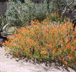 Mexican Honeysuckle, Orange Plume Flower(Justicia spicigera)