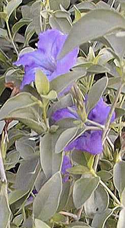 Baja Ruellia