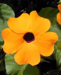 Blackeyed Susan Vine(Thunbergia alata)