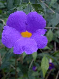 Bush Clock Vine, King's Mantle(Thunbergia erecta)
