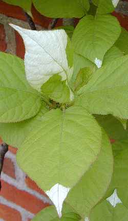 Kiwi Vine(Actinidia kolomikta)