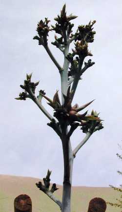 (Agave aktites)