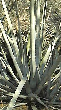 (Agave albomarginata)