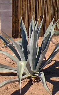 Century Plant, Maguey(Agave americana)