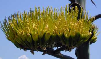 Century Plant, Maguey(Agave americana)
