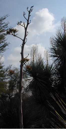 Maguey Lechugilla(Agave angustifolia)