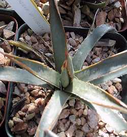 Arizona Agave(Agave Χ arizonica)