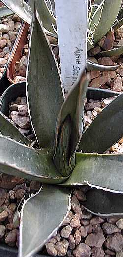 Rough Leaved Agave(Agave asperrima)