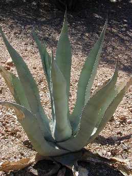 Rough Leaved Agave(Agave asperrima)