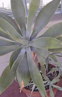 Fox Tail Agave(Agave attenuata)