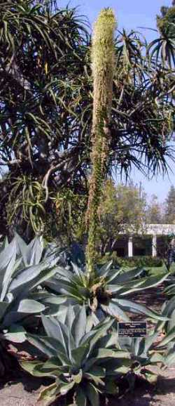 Fox Tail Agave(Agave attenuata)