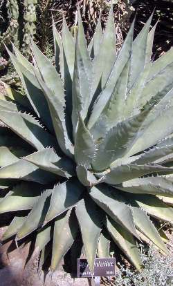 (Agave avellanidens)