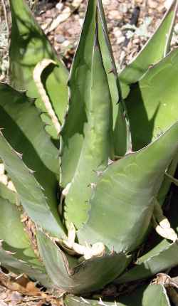 (Agave avellanidens)