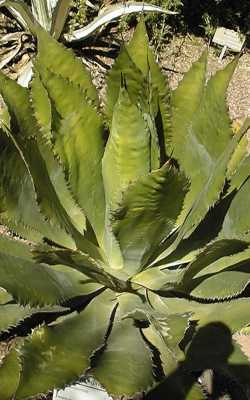 Cow Horn Agave, Lechuguilla Verde(Agave bovicornuta)