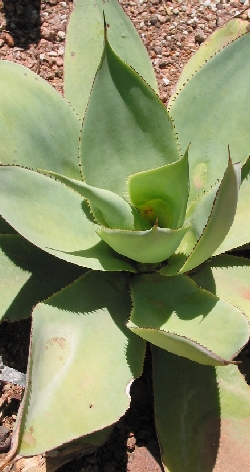 (Agave mitis var. mitis )