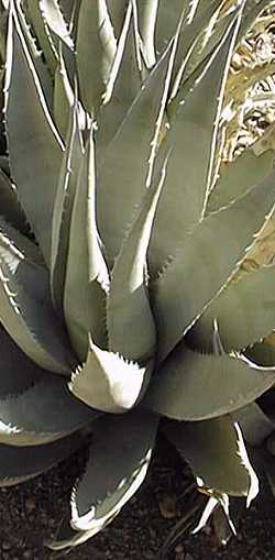 (Agave cerulata ssp. cerulata )