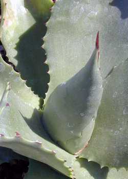 (Agave chiapensis)