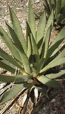 Golden-Flowered Agave(Agave chrysantha)