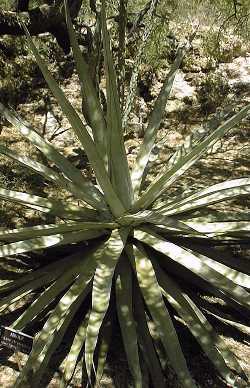 (Agave chrysoglossa)