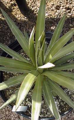 (Agave colimana)