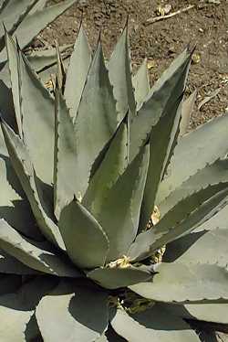 (Agave parryi var. couesii )
