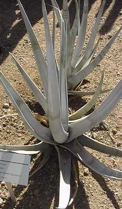 (Agave cerulata ssp. dentiens )