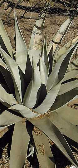 Desert Agave(Agave deserti ssp. deserti )