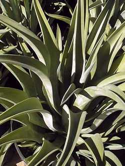 Smooth Agave(Agave desmettiana)