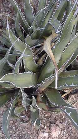 (Agave difformis)