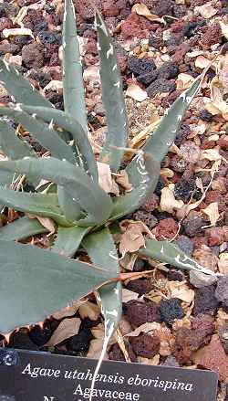 Utah Agave(Agave utahensis var. eborispina )