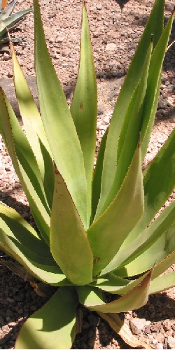 Eggers' Century Plant(Agave missionum)