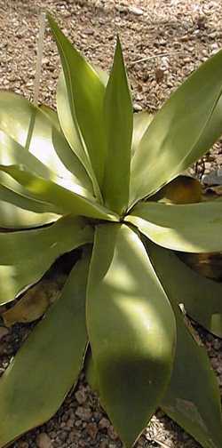 (Agave ellemeetiana)