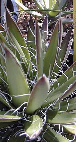 Thread-leaf Agave(Agave filifera ssp. filifera )