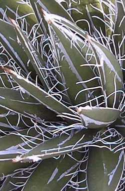 Thread-leaf Agave(Agave filifera ssp. filifera )