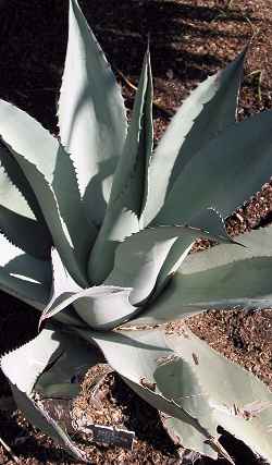 (Agave flexispina)