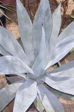 (Agave franzosini)